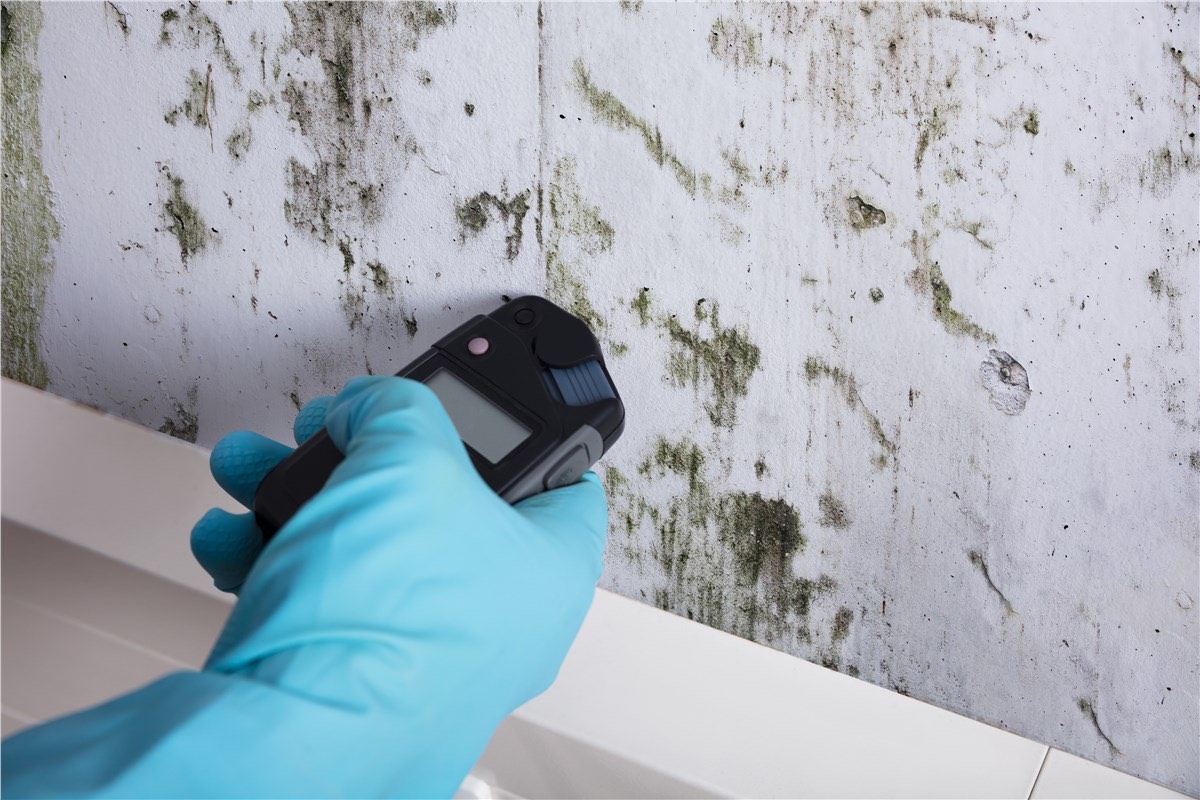 24/7 Mold Inspection Pasadena — photo 1