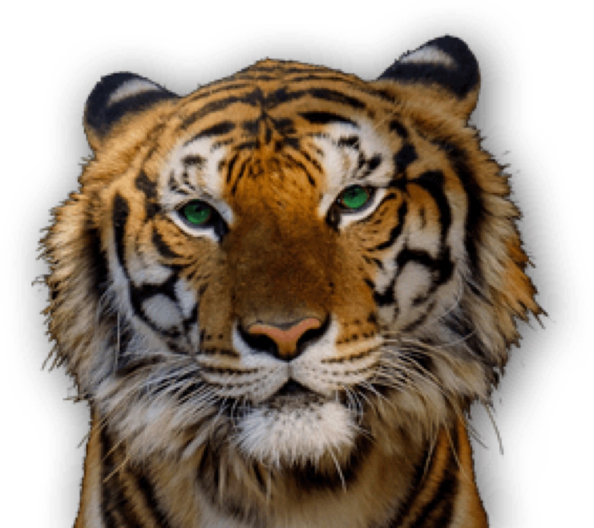 Tiger Home Inspection — photo 1